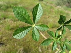 Cleome gynandra image