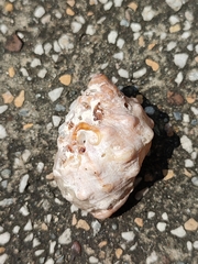 Mancinella echinulata