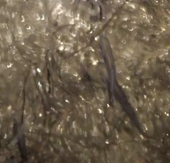 Pimephales notatus