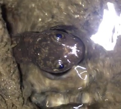 Desmognathus amphileucus