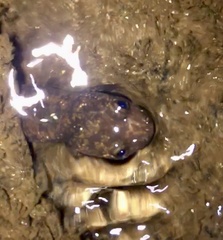 Desmognathus amphileucus