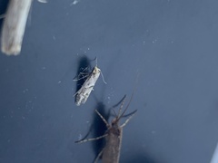 Blastobasis lacticolella