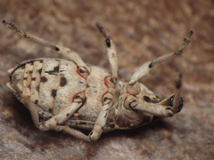 Cosmogaster lateralis