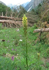 Pedicularis condensata
