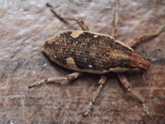 Cosmogaster lateralis