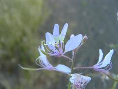Sieruela oxyphylla var. oxyphylla image