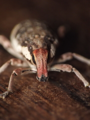Cosmogaster lateralis