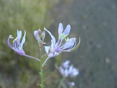 Sieruela oxyphylla var. oxyphylla image