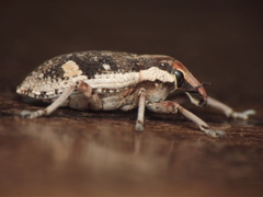Cosmogaster lateralis