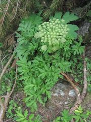 Agasyllis latifolia