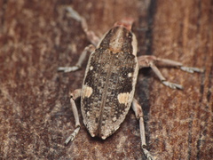 Cosmogaster lateralis