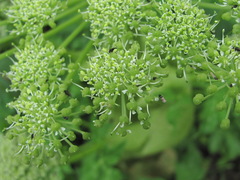 Agasyllis latifolia