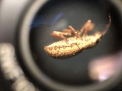Myllocerina