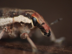 Cosmogaster lateralis