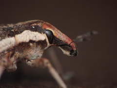 Cosmogaster lateralis