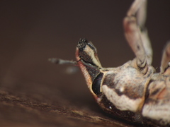 Cosmogaster lateralis