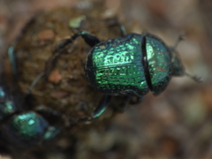 Gymnopleurus cyaneus