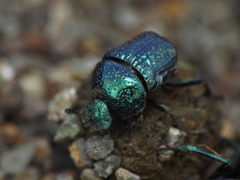 Gymnopleurus cyaneus