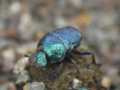 Gymnopleurus cyaneus