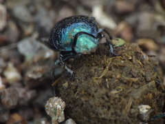 Gymnopleurus cyaneus