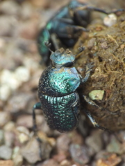 Gymnopleurus cyaneus