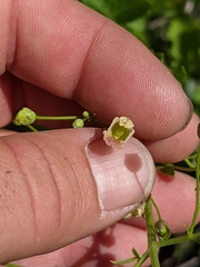 Scrophularia parviflora