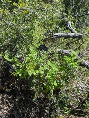Scrophularia parviflora