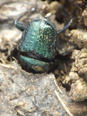 Gymnopleurus cyaneus