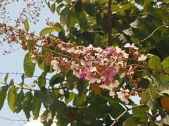 Lagerstroemia floribunda