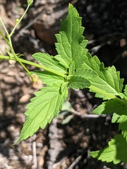 Scrophularia parviflora