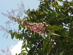 Lagerstroemia floribunda