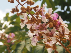 Lagerstroemia floribunda