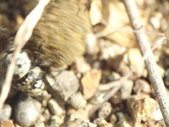 Gymnopleurus gemmatus