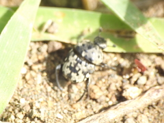 Gymnopleurus gemmatus