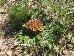 Arctopus monacanthus
