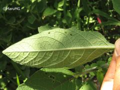 Solanum bulbocastanum