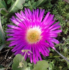 Carpobrotus quadrifidus