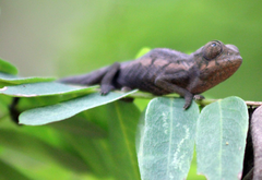Furcifer
