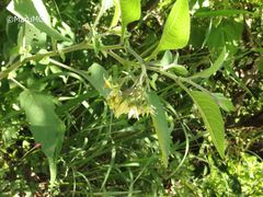 Solanum bulbocastanum
