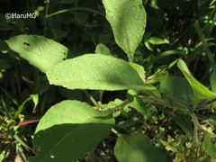 Solanum bulbocastanum