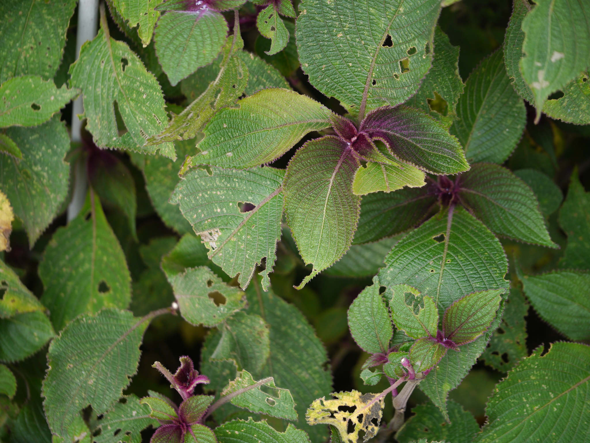 Strobilanthes neoaspera Venu & P.Daniel