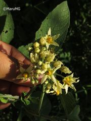Solanum bulbocastanum