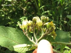 Solanum bulbocastanum