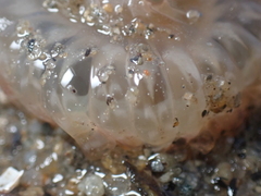 Harenactis attenuata
