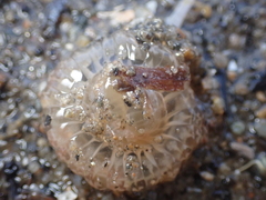 Harenactis attenuata