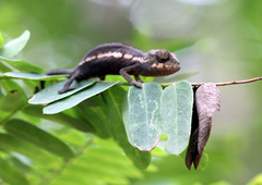 Furcifer