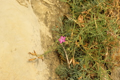 Dianthus