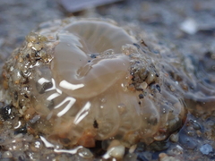 Harenactis attenuata