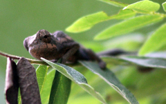 Furcifer