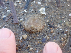 Harenactis attenuata